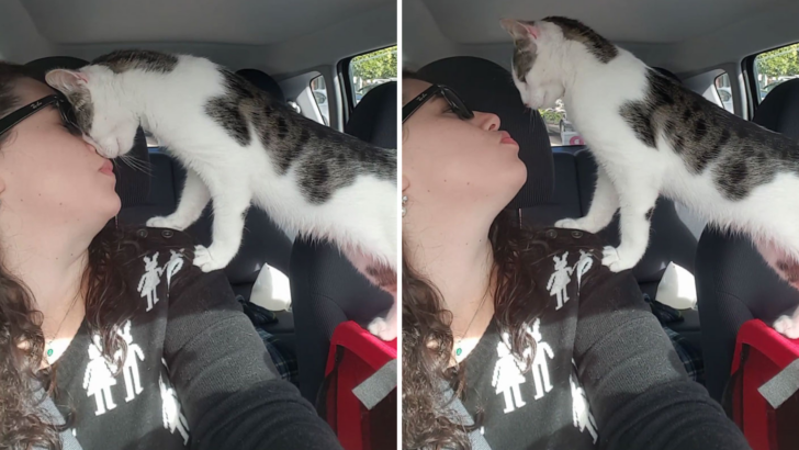 Rescued Hours Before Death Row, This Cat Can’t Stop Thanking His Savior