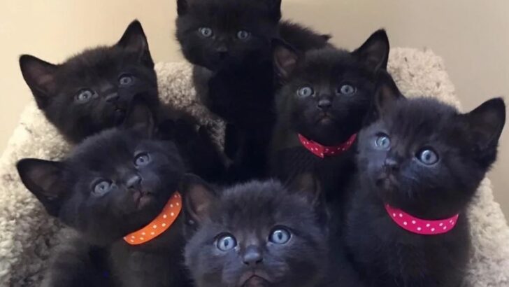 Rescuers Saved This Stray Cat And She Brought Them Six Cute “Panthers”