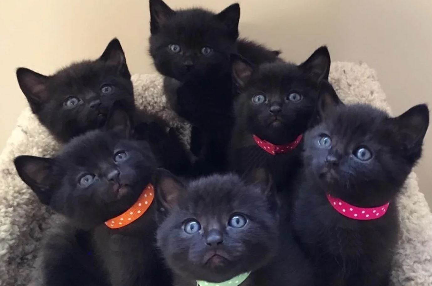 Rescuers Saved This Stray Cat And She Brought Them Six Cute Panthers