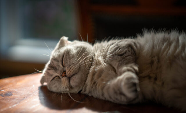 Scottish Fold Munchkin Cat