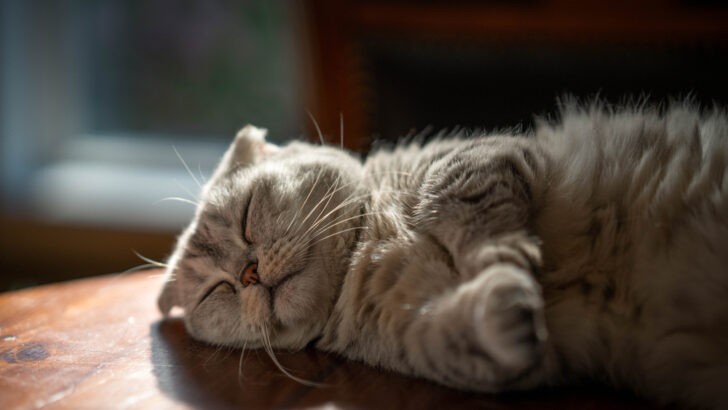 Scottish Fold Munchkin Cat: The Cutest Paw Friend
