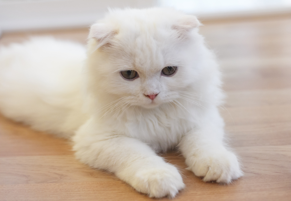 Scottish Fold Munchkin Cat: The Cutest Paw Friend