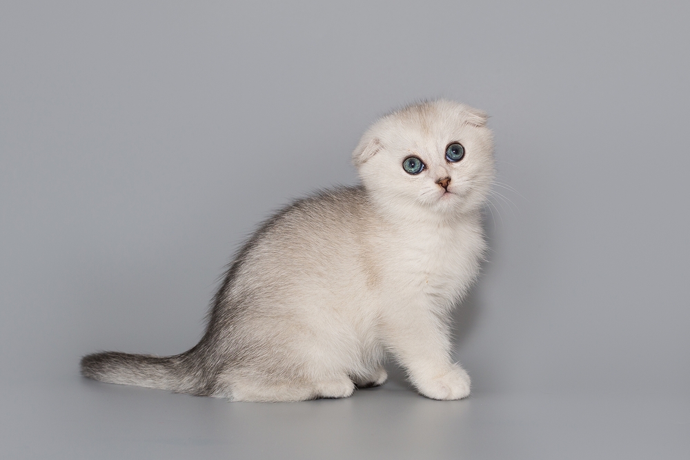 Scottish Fold Munchkin Cat: The Cutest Paw Friend