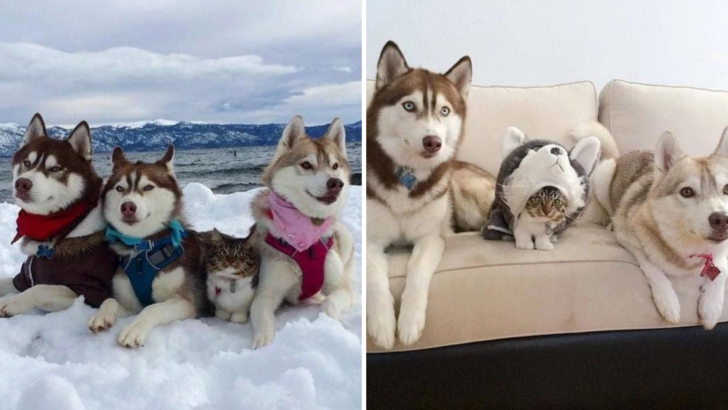 Siberian Huskies Save This Kitten’s Life And Now She Believes She’s One Of Them