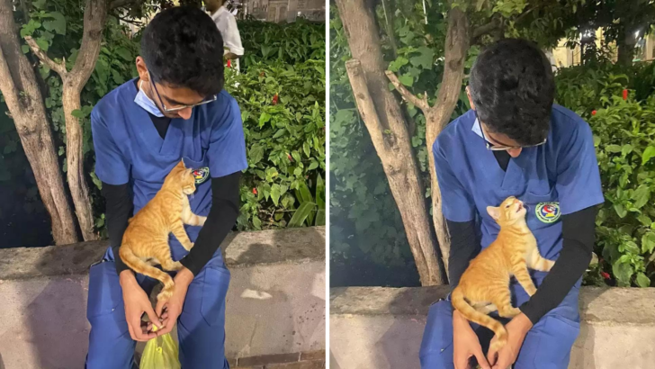Stray Cat Cuddles This Tired Nurse During His Break
