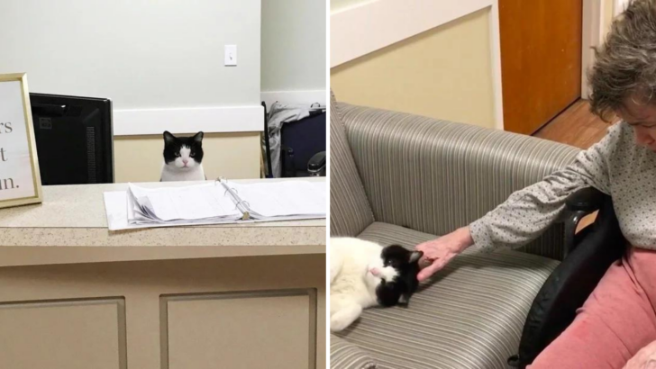 Stray Cat Finds Her Way Into A Nursing Home And Gets Herself A Job