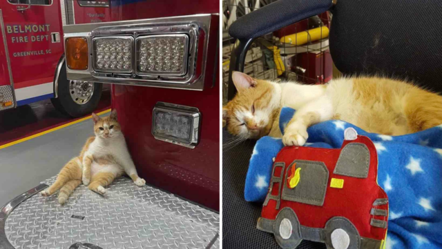 Stray Kitty Walks Into Firehouse And Decides To Stay There Forever