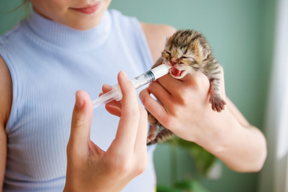 Syringe Feeding A Cat When And How To Safely Do It?