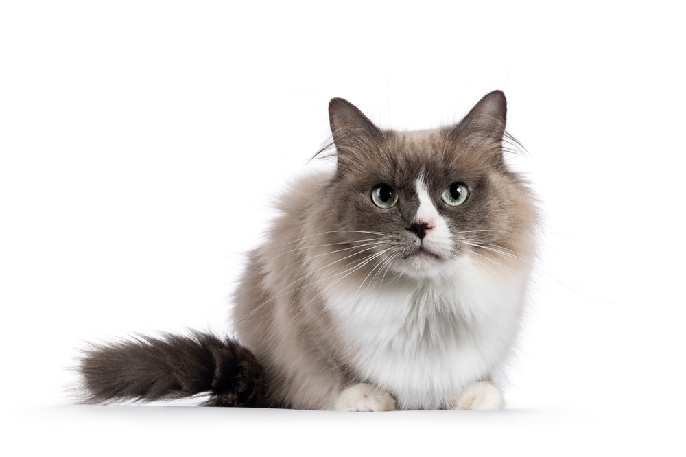 The Magnificent Mink Ragdoll: Your Purrfect Feline Friend