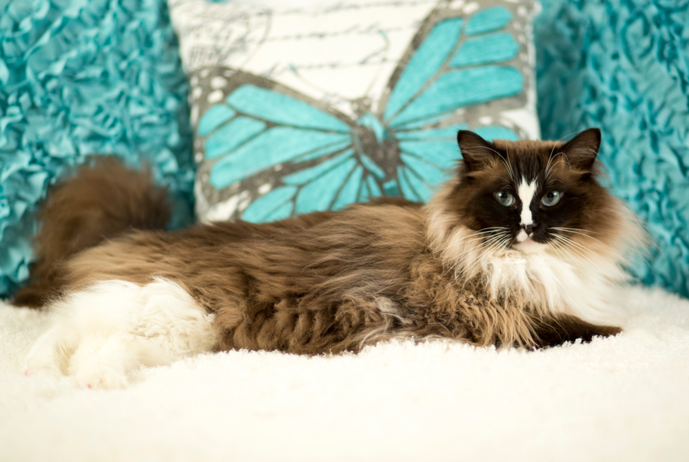 The Magnificent Mink Ragdoll: Your Purrfect Feline Friend