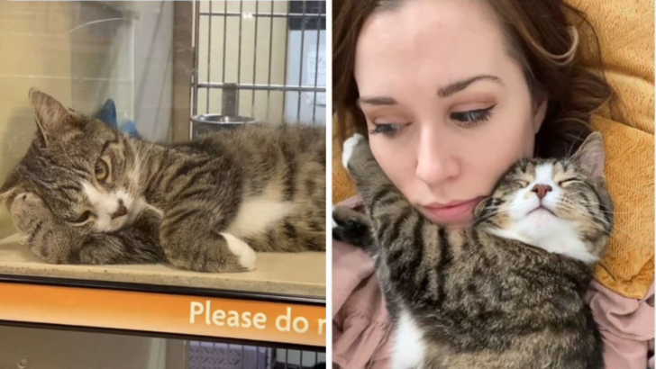 These Adorable Pictures Show What Love Can Do To A Sad Shelter Cat