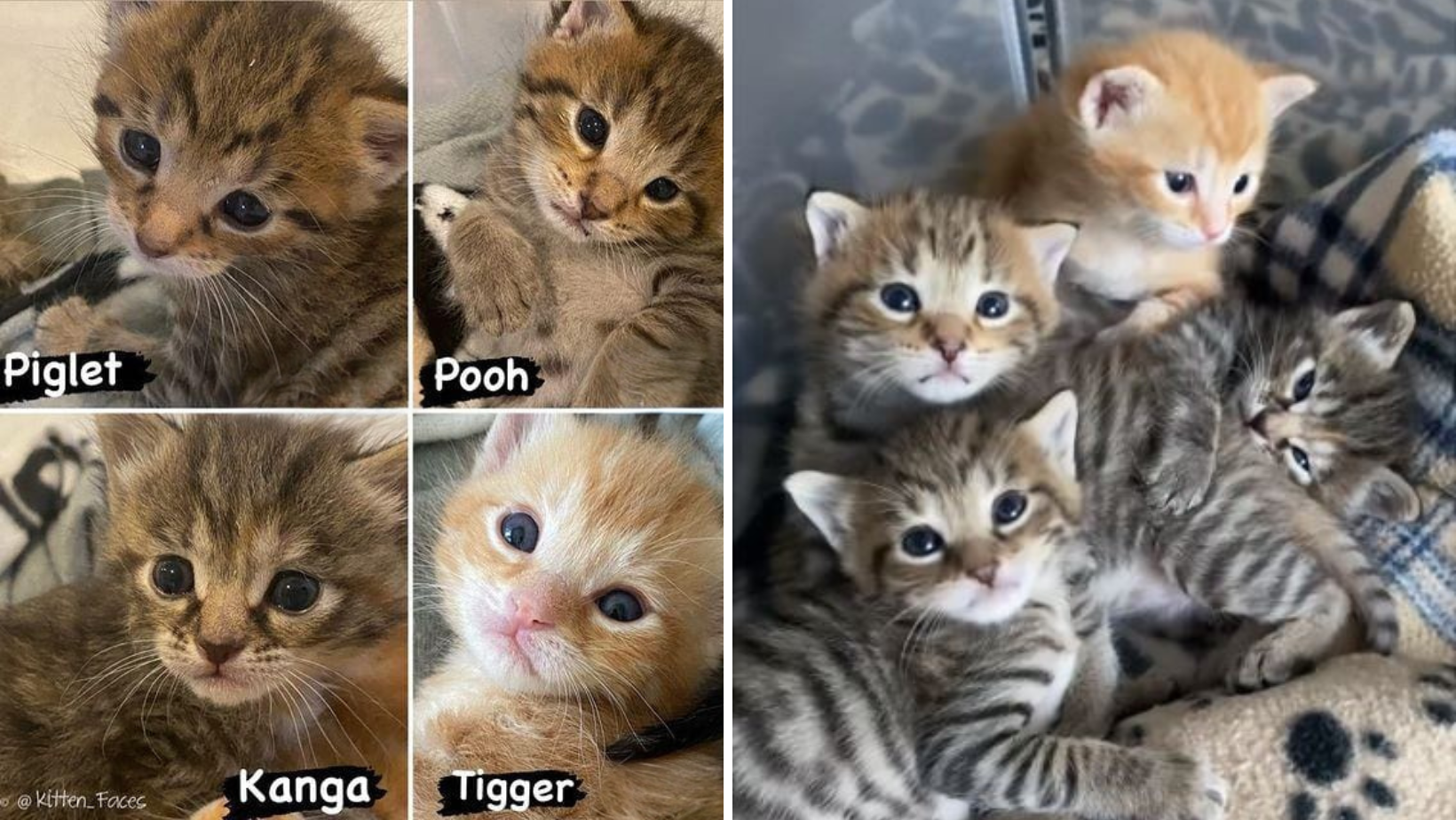 These Winnie-The-Pooh Kittens Will Melt Your Heart