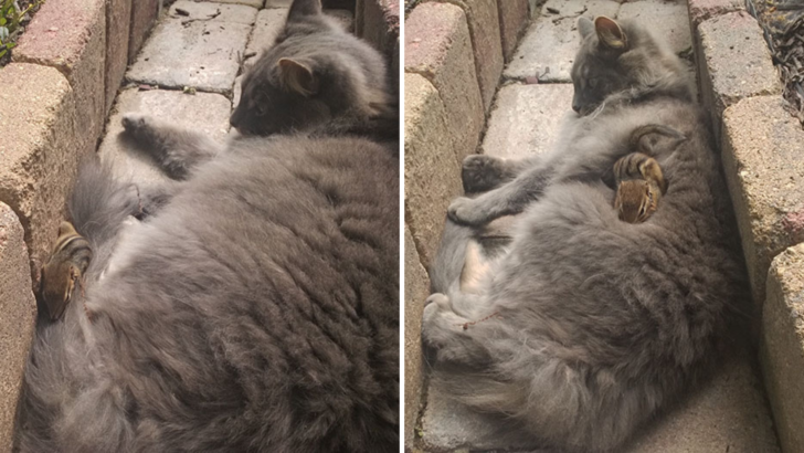 This Cat And Chipmunk Become Friends And Won’t Stop Cuddling