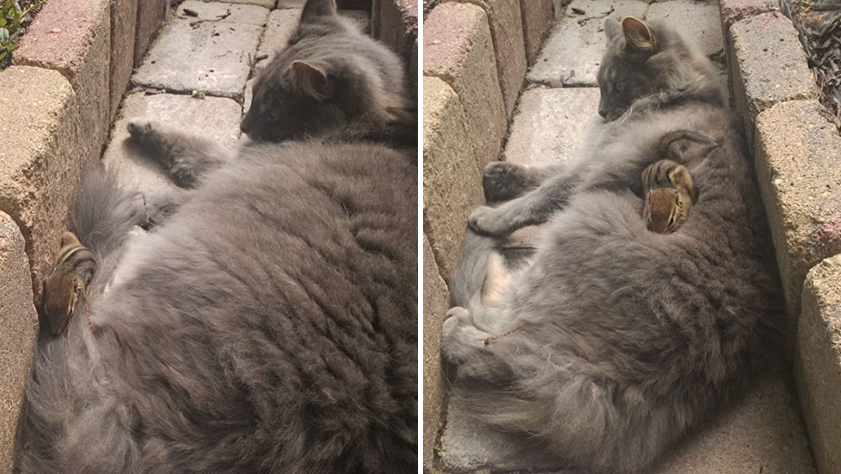 This Cat And Chipmunk Become Friends And Won't Stop Cuddling