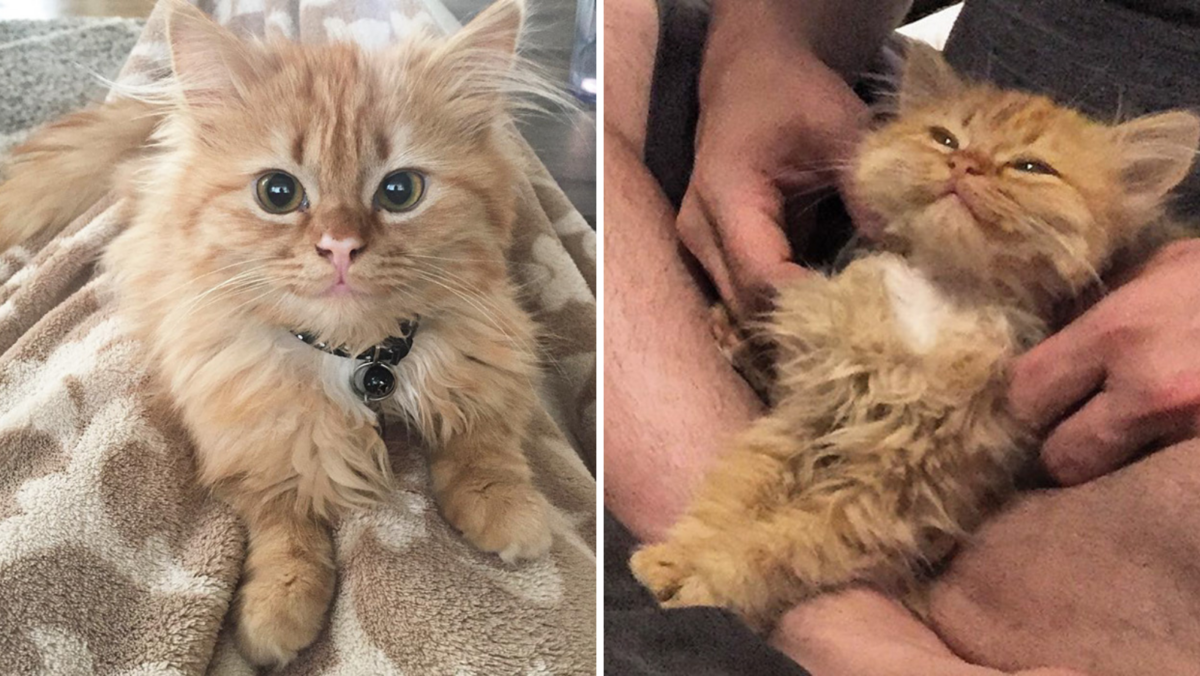 Cat Rescued From Sll This Cat Keeps Smiling After She Gets Rescued From A Shelter