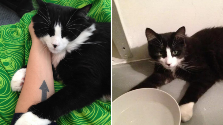 Bu Kedi "Çok Talepkar" Olduğu İçin Beş Kez Barınağa Geri Gönderildi