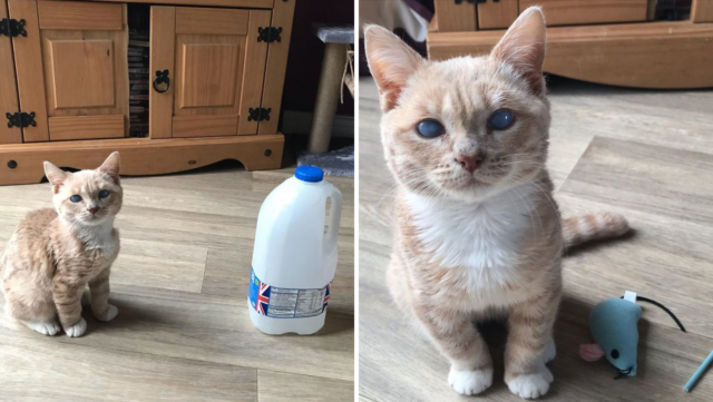 This Cat With Dwarfism Will Remain Kitten-Sized Till The End Of His Life