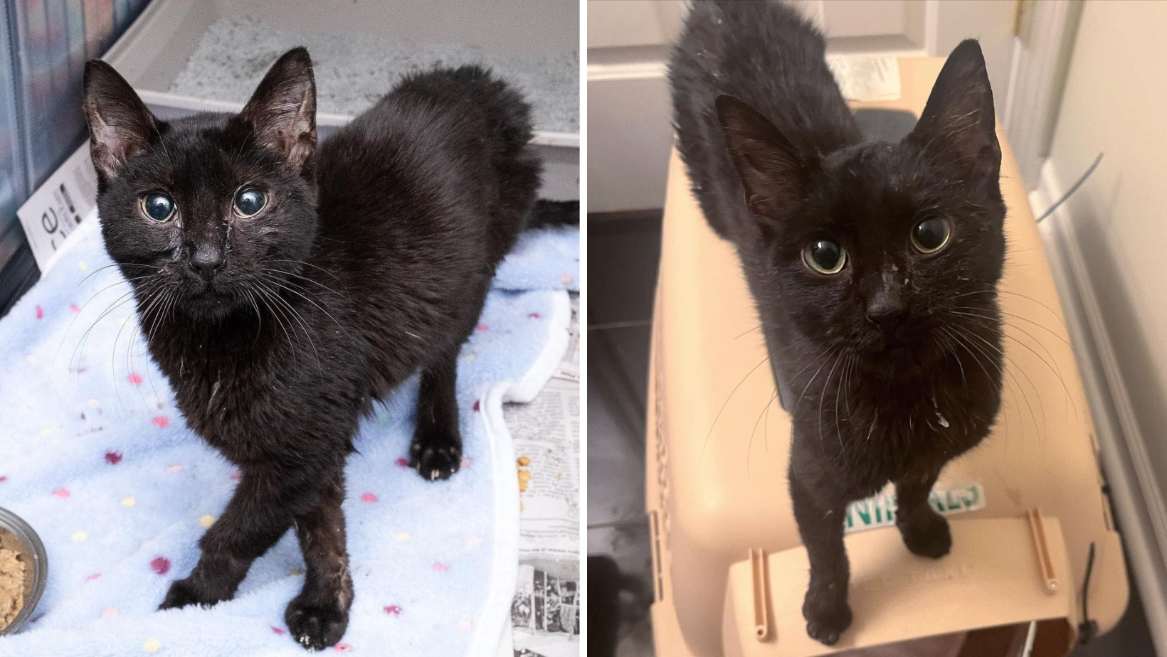 This Is Jet A Nine-Month-Old Kitten Who Initially Entered The Shelter As A Newborn