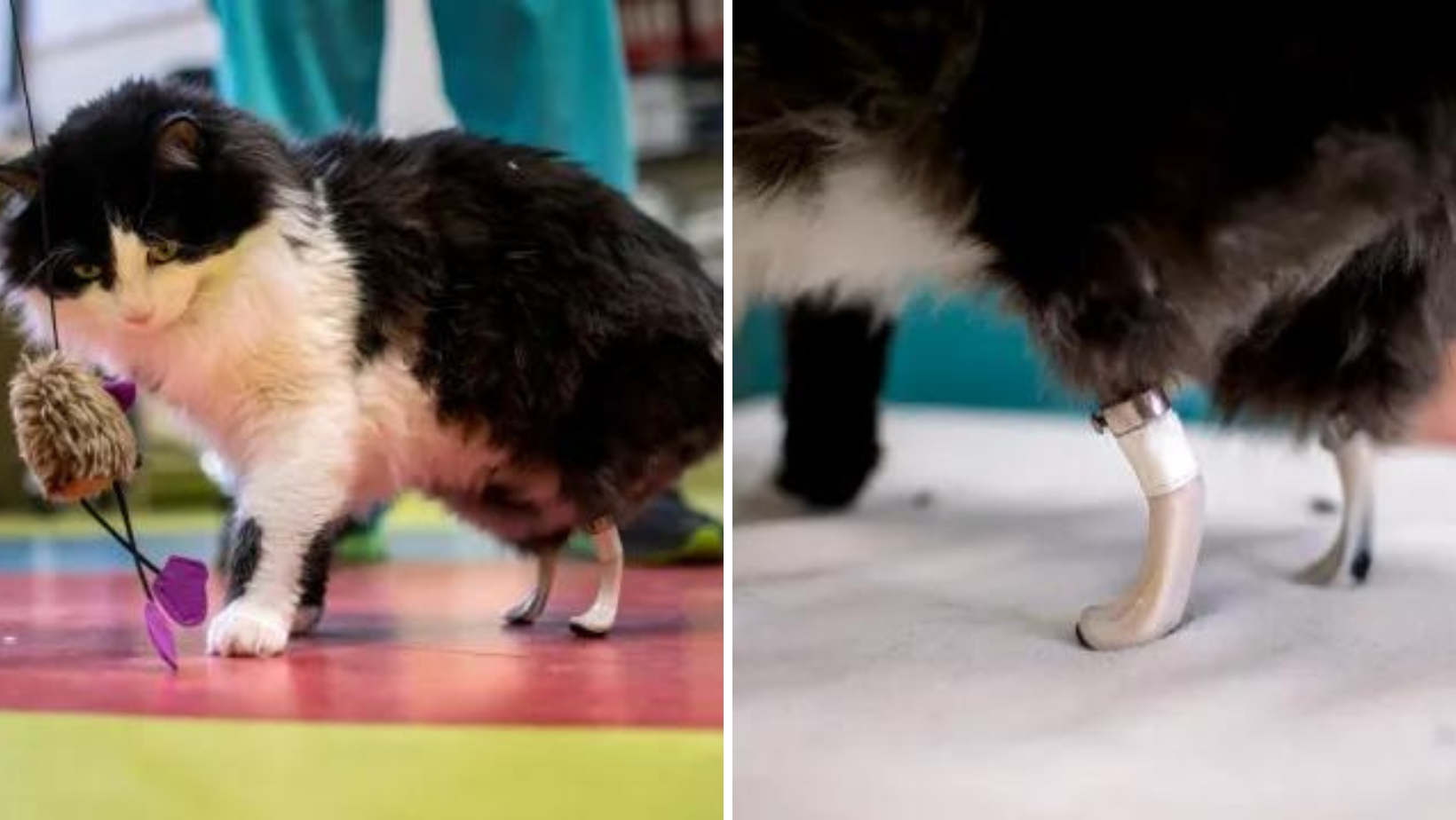Bu Pooh Yeni Bir Çift Bacağa Sahip Olan Kurtarılmış Bir Kedi