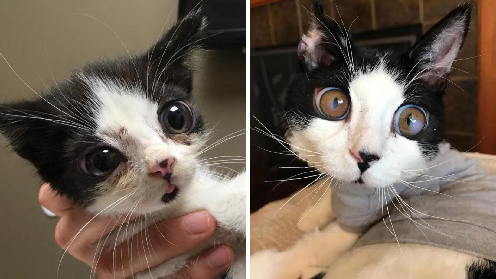 This Is Porg Adorable Big-Eyed Kitty Found Abandoned In A Box