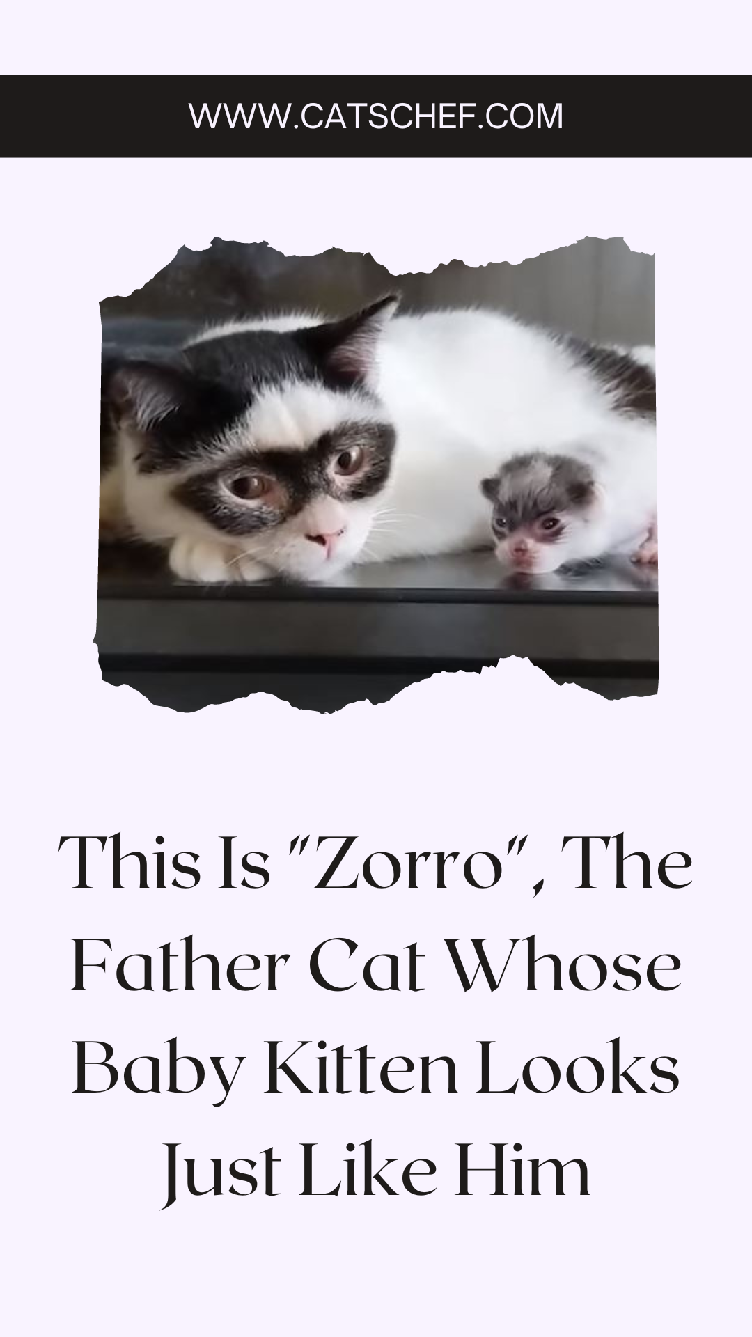 This Is "Zorro", The Father Cat Whose Baby Kitten Looks Just Like Him