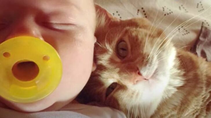 Bu Turuncu Kedi Ailesinin En Yeni Üyesine Aşık Oldu