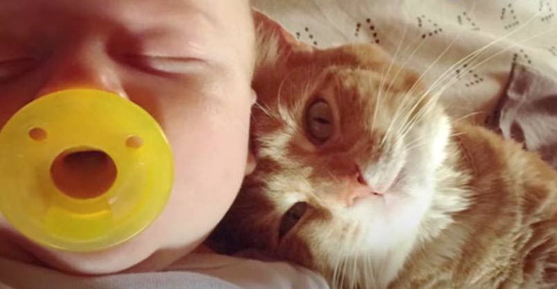 This Orange Kitty Falls In Love With The Newest Member Of Her Family