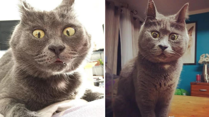 This Permanently Surprised Cat Wasn’t Expected To Live But He’s Celebrating His 4th Birthday