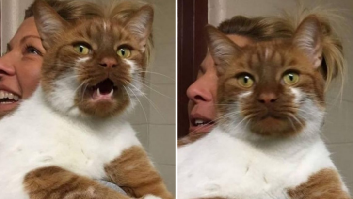 This Rescue Cat Is A Real Hero: He Helps Other Cats Find Forever Homes