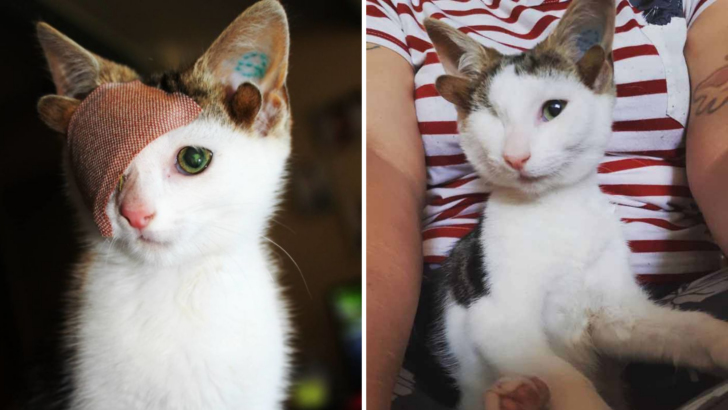 Dört Kulağı ve Tek Gözü Olan Bu Kurtarılmış Kedi Sonunda Hak Ettiği Hayatı Yaşayacak