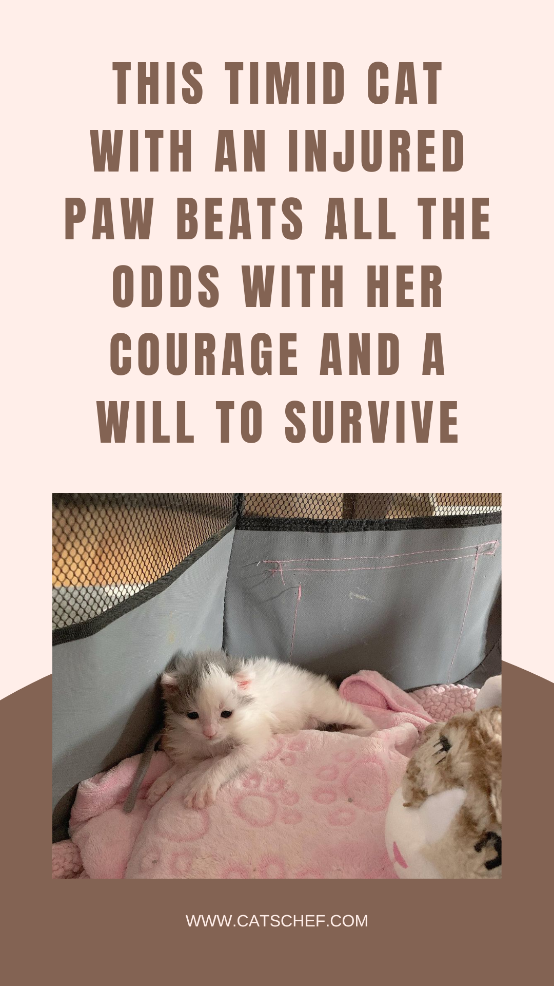 Patisi Yaralı Bu Ürkek Kedi Cesareti ve Hayatta Kalma Azmiyle Her Şeyi Yeniyor