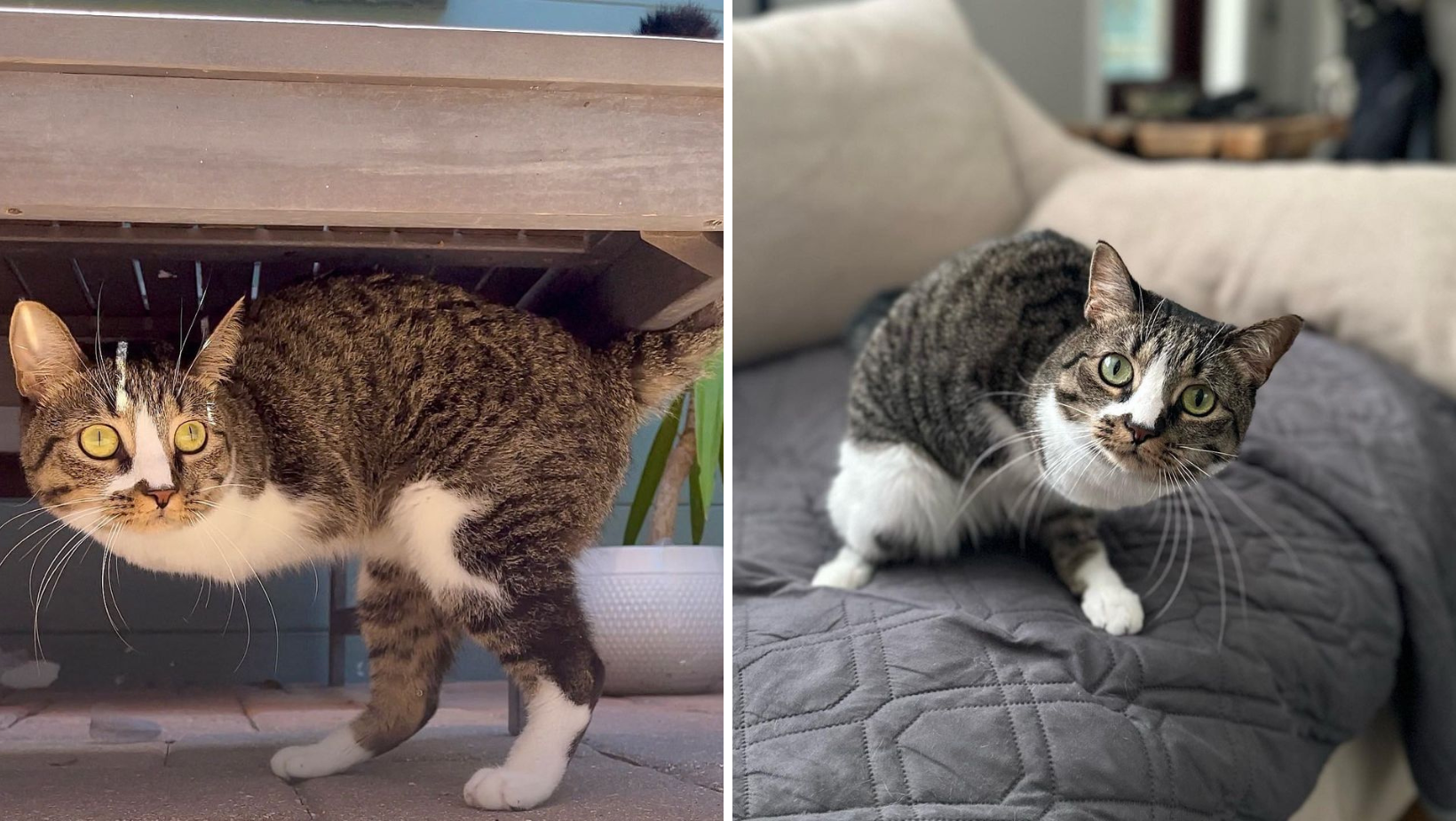 This Two-Legged Kitty Bounced Her Way Into Her Forever Home (Literally)