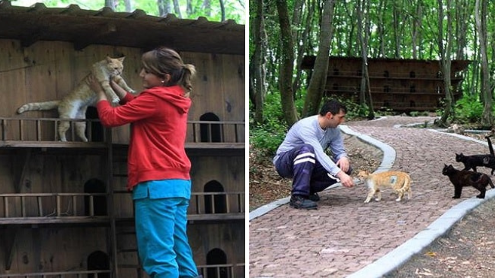 This Unusual Town Is Built Just For Homeless Cats