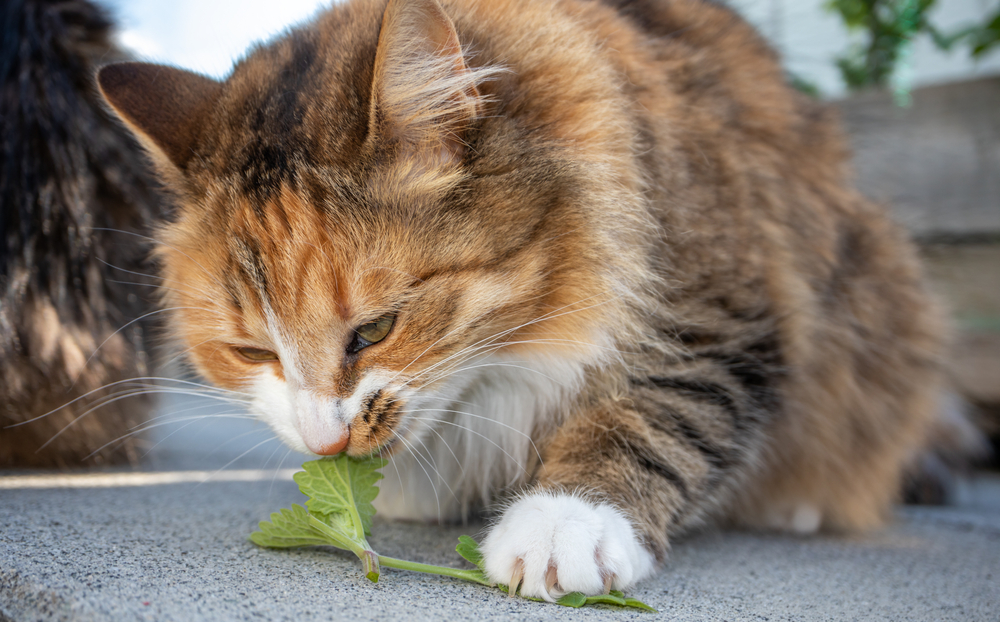 Torbie Kedi Kişiliği: Yeni En İyi Kedi Dostunuz