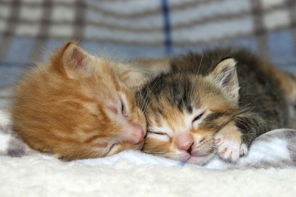 Torbie Kedi Kişiliği: Yeni En İyi Kedi Dostunuz