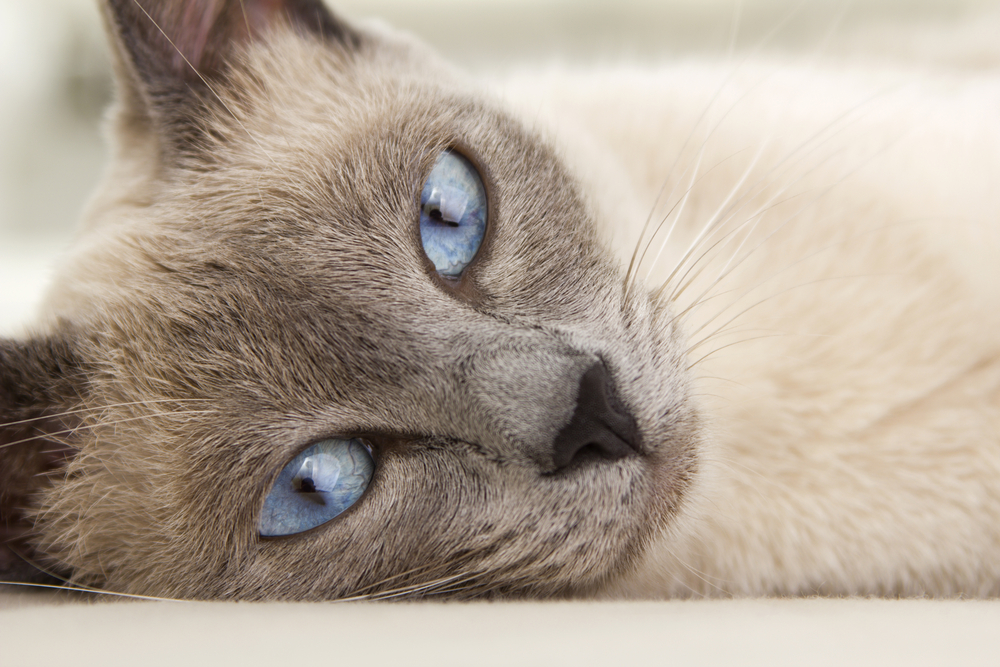 Unraveling The Charms Of A Siamese Russian Blue Mix