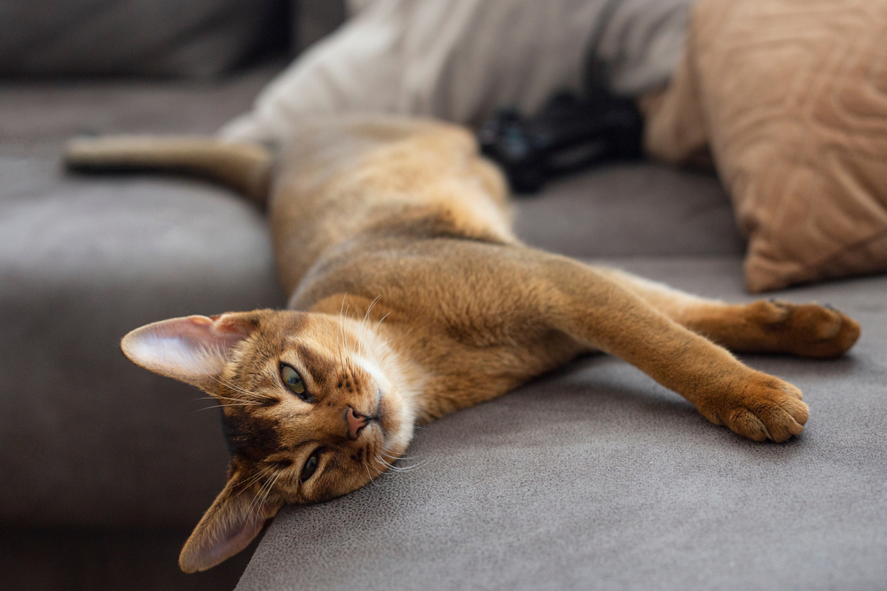 The 11 Most Famous Cat Breeds With Long Legs (With Pictures)