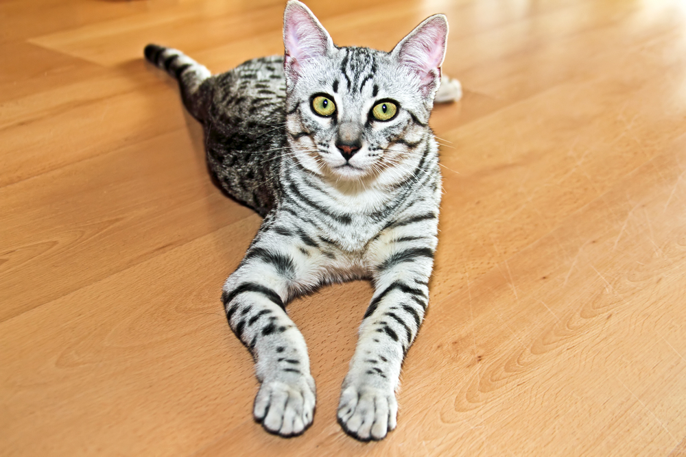 The 11 Most Famous Cat Breeds With Long Legs (With Pictures)