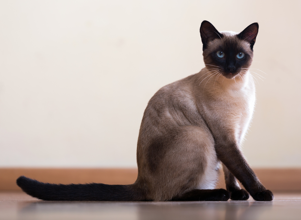 The 11 Most Famous Cat Breeds With Long Legs (With Pictures)