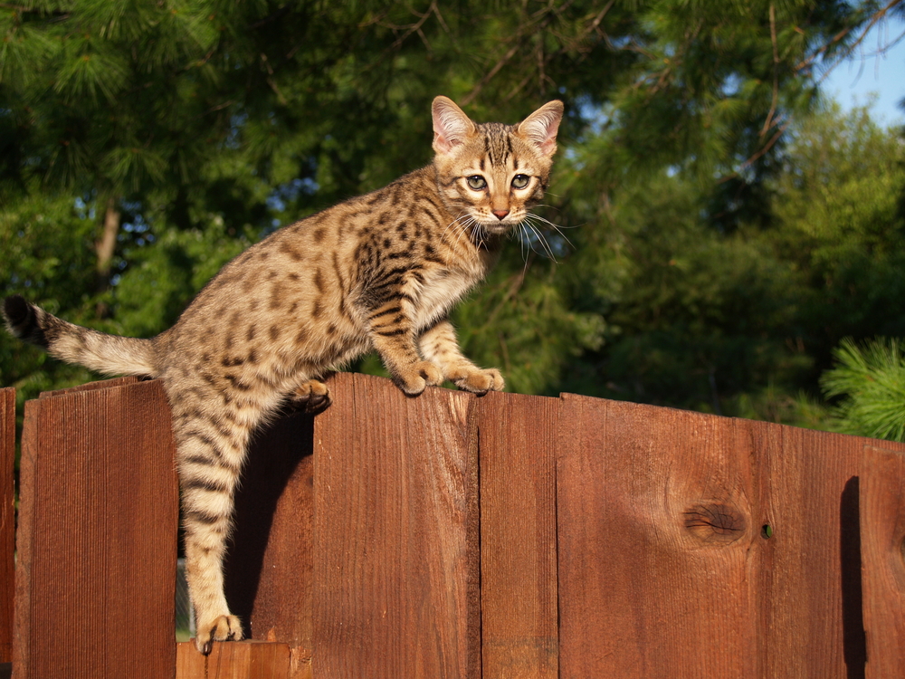 The 11 Most Famous Cat Breeds With Long Legs (With Pictures)