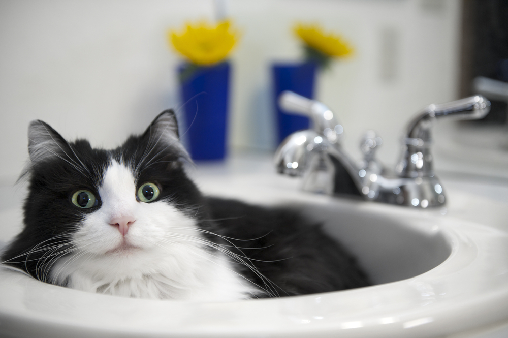 Why Does My Cat Guard Me When I Pee? What Do I Do?