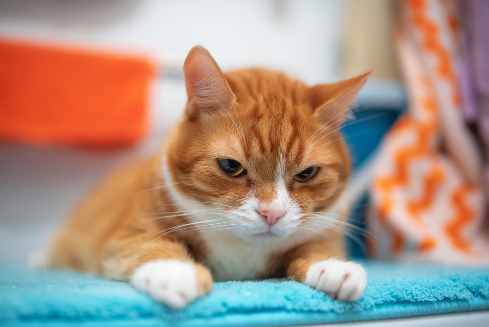 Why Does My Cat Guard Me When I Pee? What Do I Do?