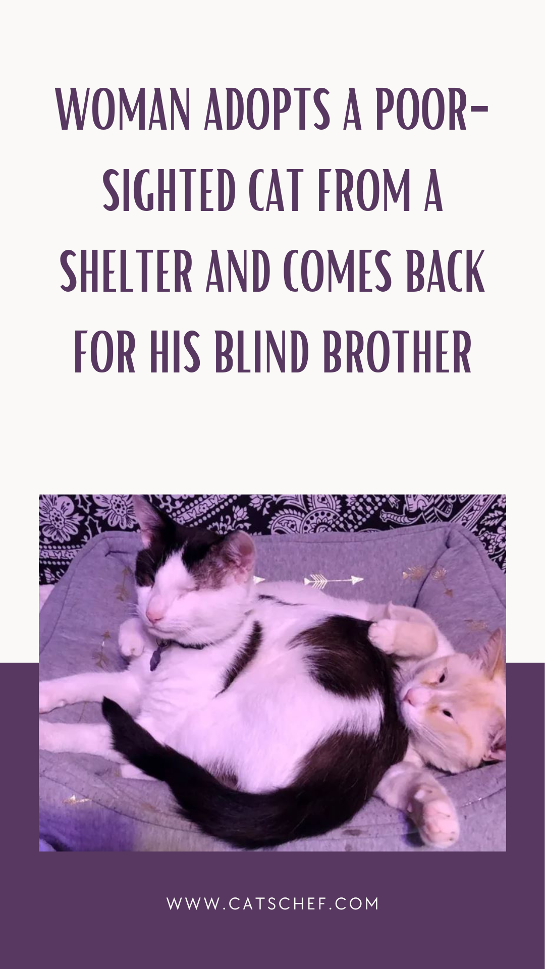 Woman Adopts A Poor-Sighted Cat From A Shelter And Comes Back For His Blind Brother