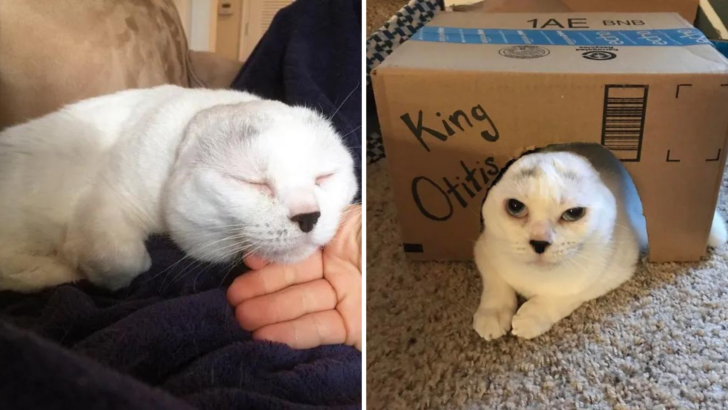 Woman Saves This Abandoned “Seal” Cat And The Kitty Does The Same In Return
