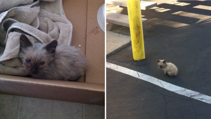 Woman Takes A Chance With This Dirty, Abandoned Kitten