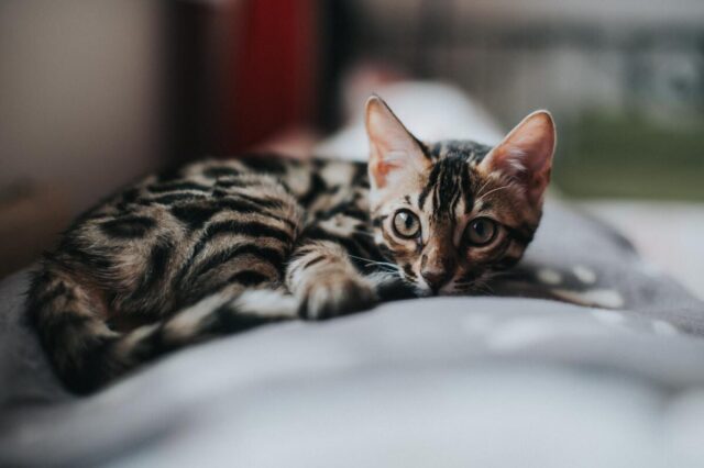 bengal savannah mix