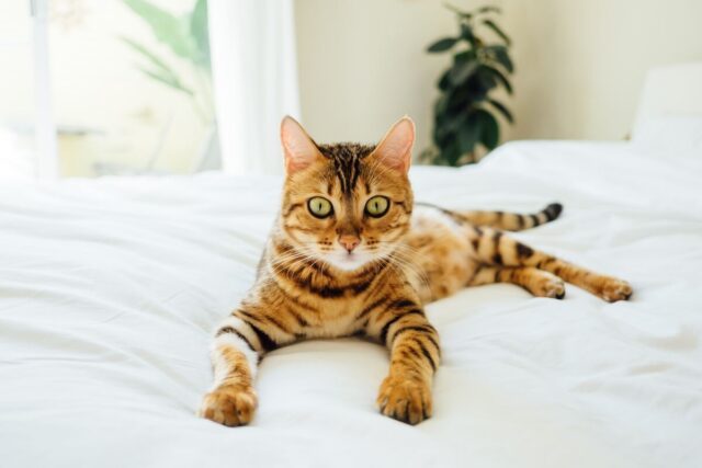 bengal tabby mix