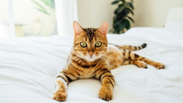 Bengal Tabby Mix: Does Your Fluff Have Some Bengal Genes?