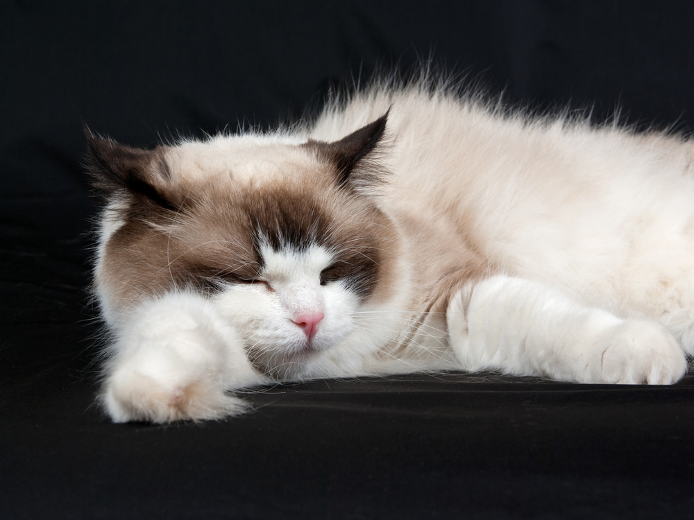 bicolor seal ragdoll