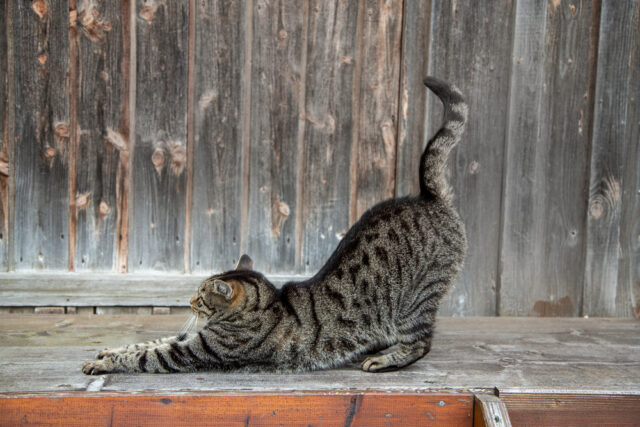 can cats be in heat while pregnant